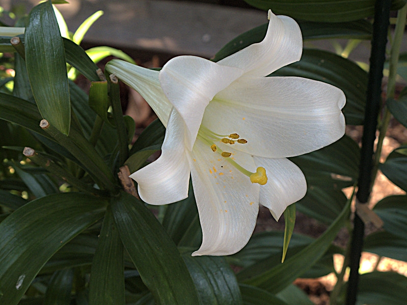 A white trumpet-shaped flower.