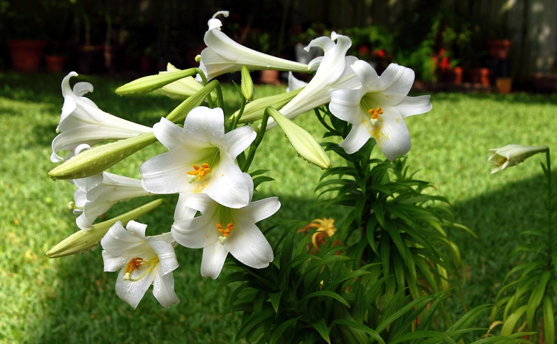 Cluster of white trumpet-shaped flowers.