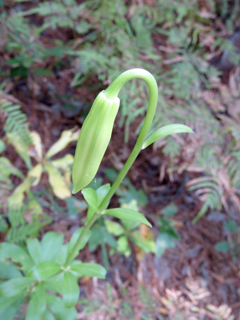 Flower bud