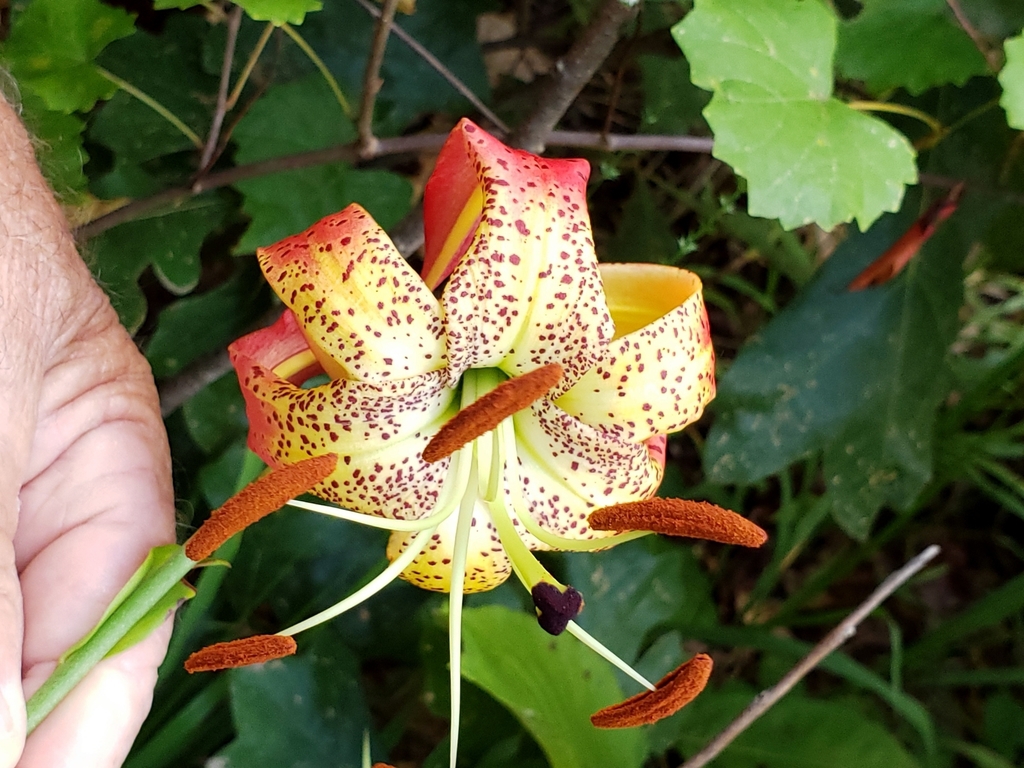 Close up of flower