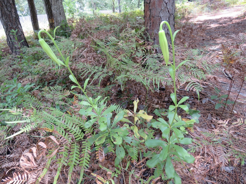 Form in native habitat
