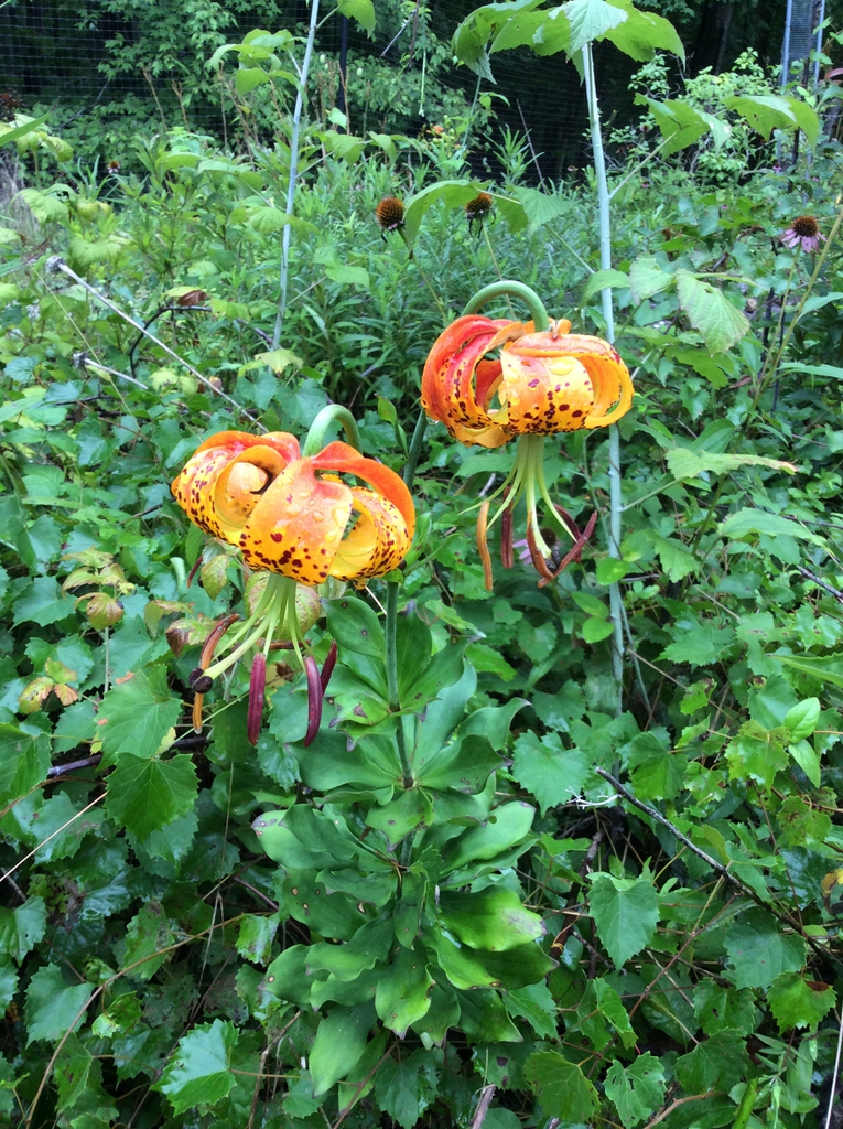 Form in bloom