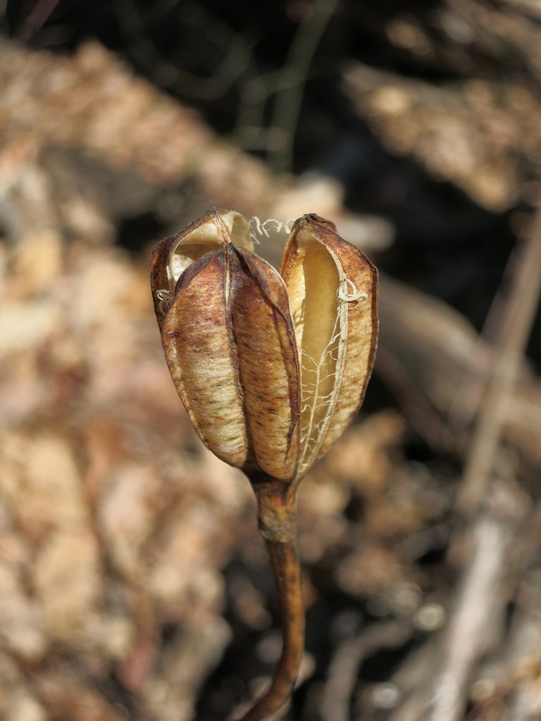 Fruit