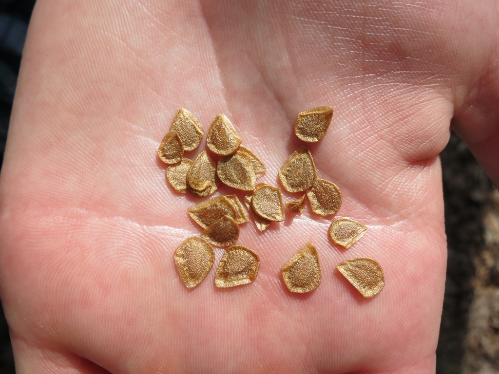 Seeds