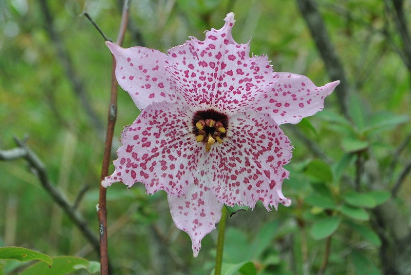 Lily flower -- pale pink with many dark pink freckles.