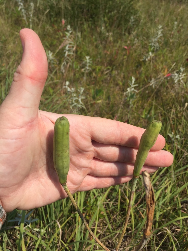 Fruit