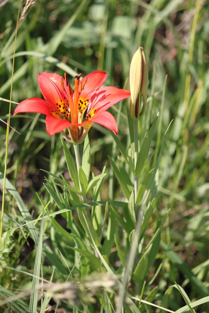 Form