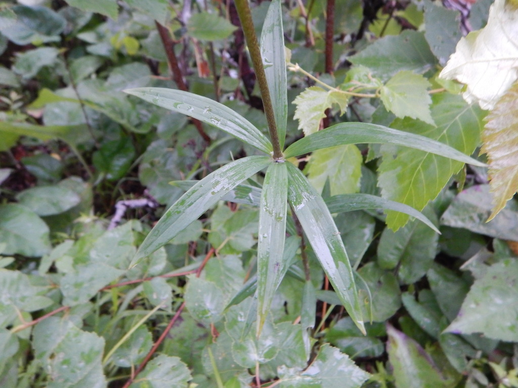 Leaves