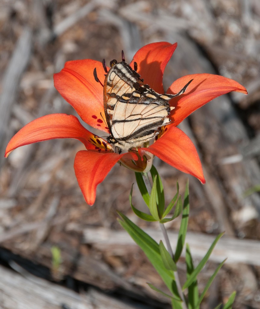 Butterfly on flowers