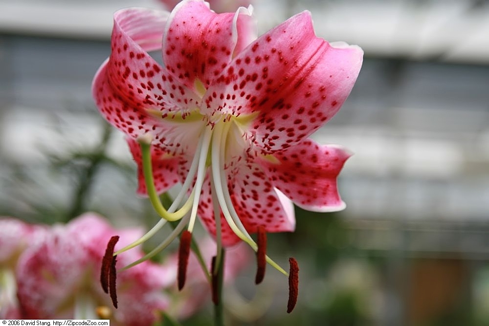Flower detail