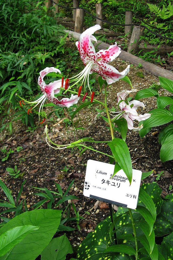 Form in bloom