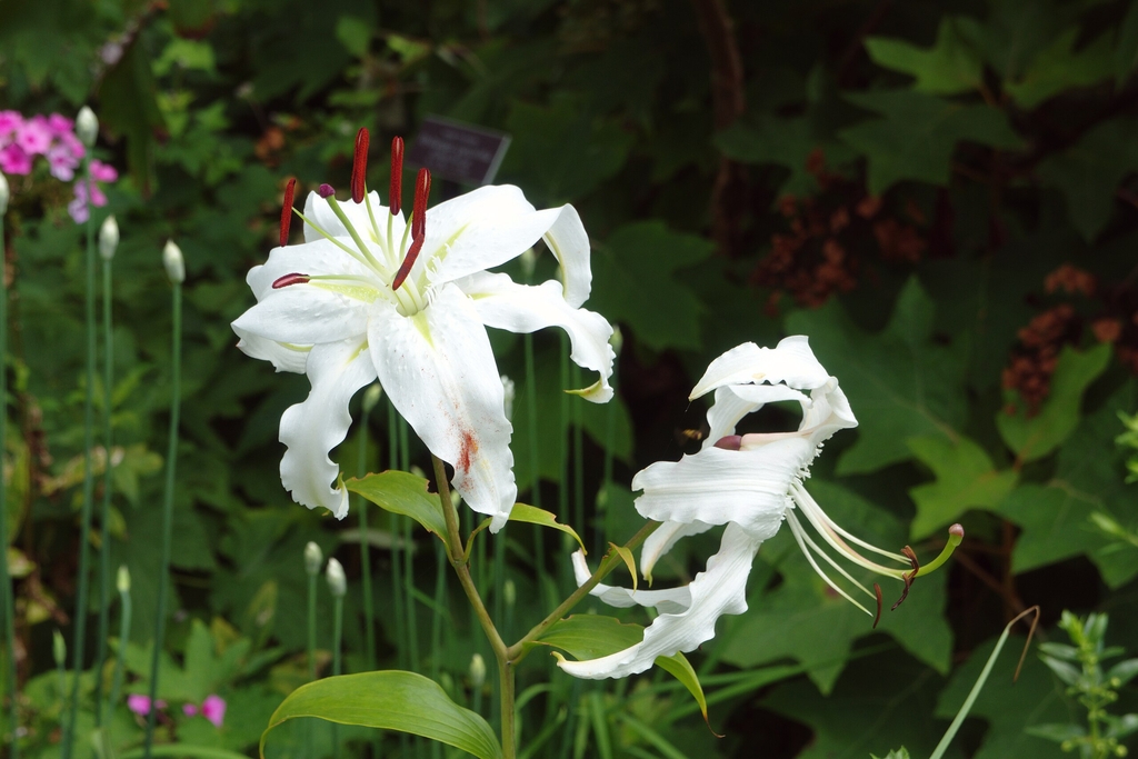 White cultivar