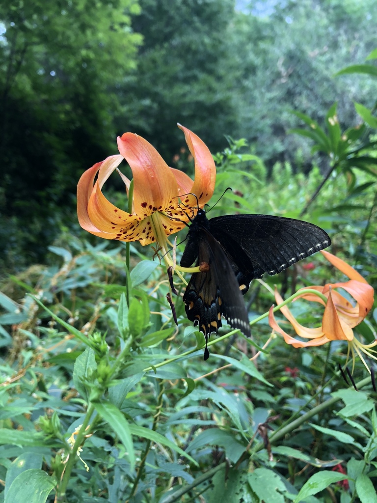 Butterfly on flowers