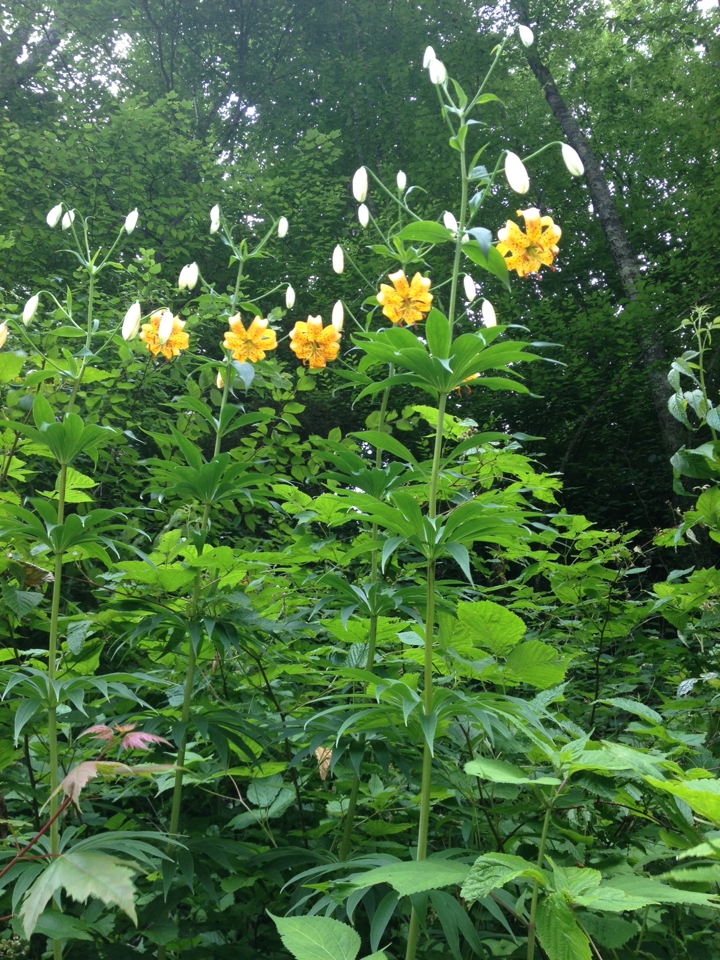 Form in bloom