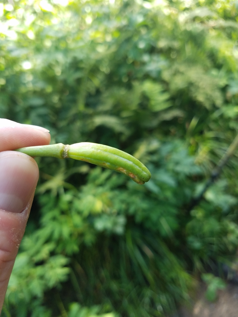 Fruit