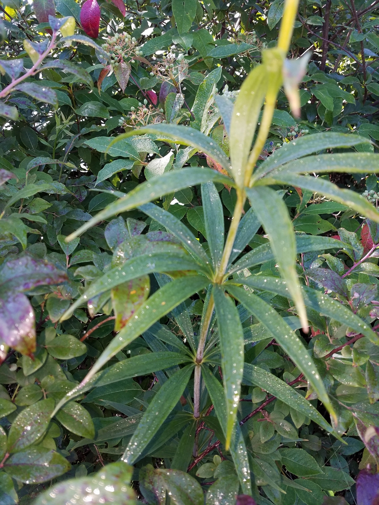 Leaves