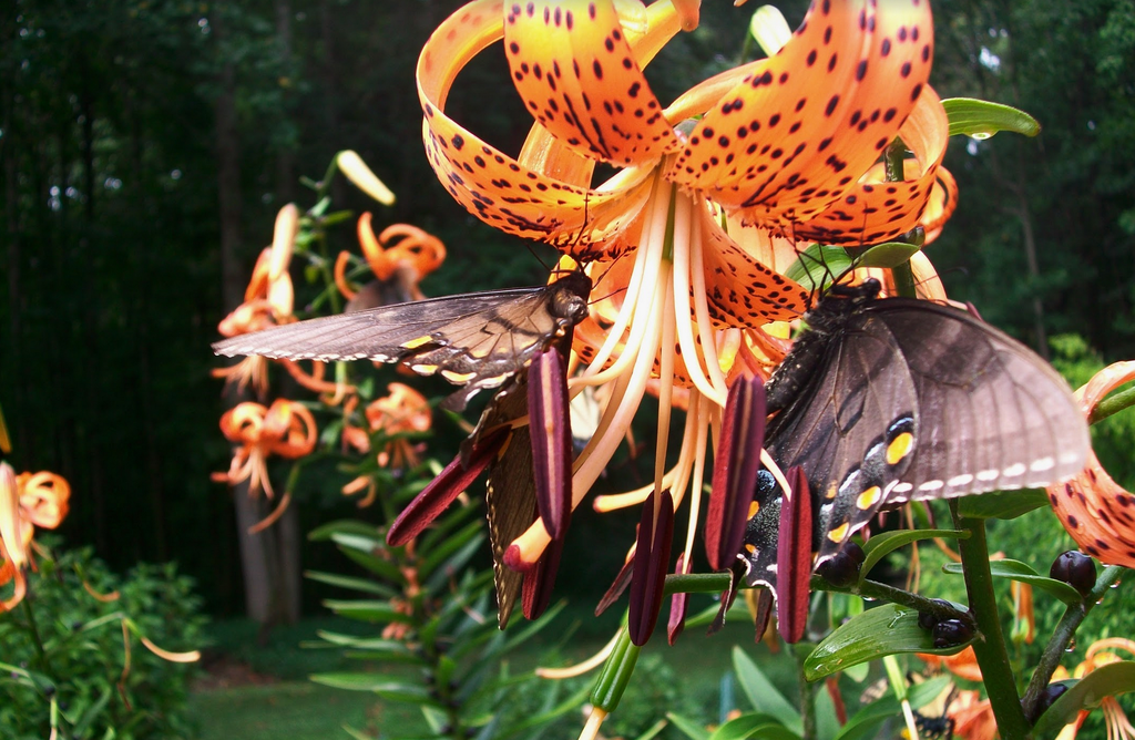 Single pendant orange flower attracting swallowtail butterflies