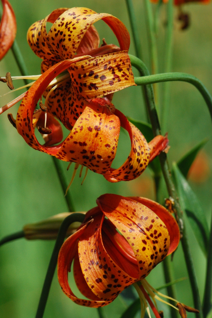 American lili- Orange flower with dark speckles