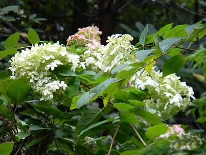 leaves and flowers, Buncombe Co. NC, early fall