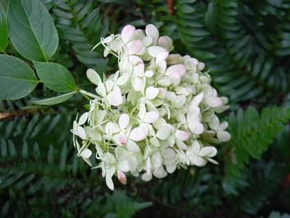 Flowers, Buncombe Co., early fall