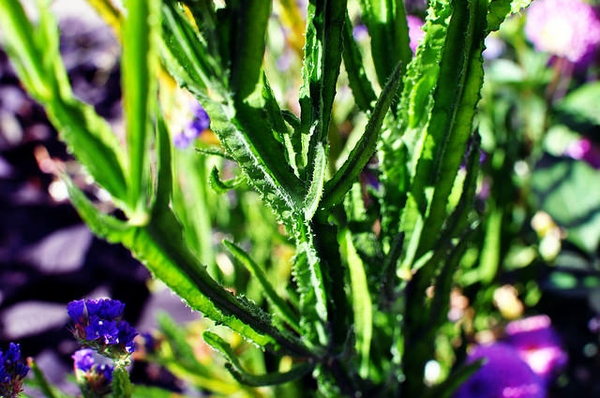 Stems and leaves
