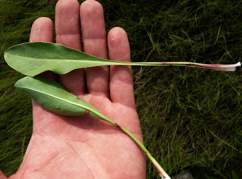 Leaves front and back