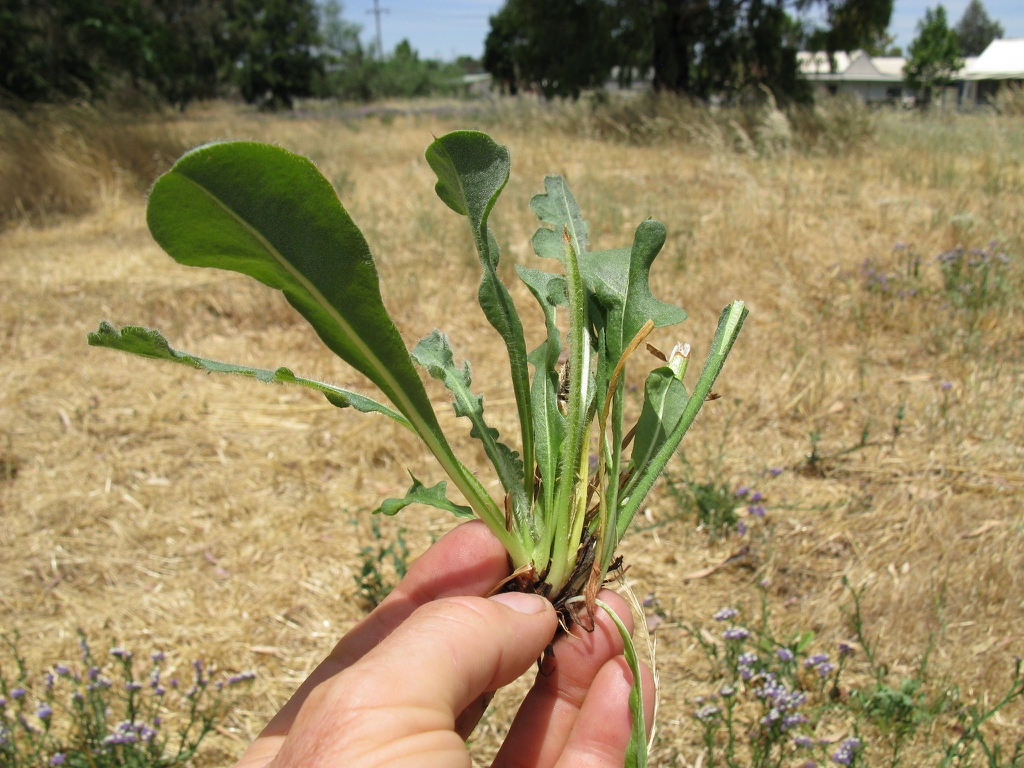 Leaves
