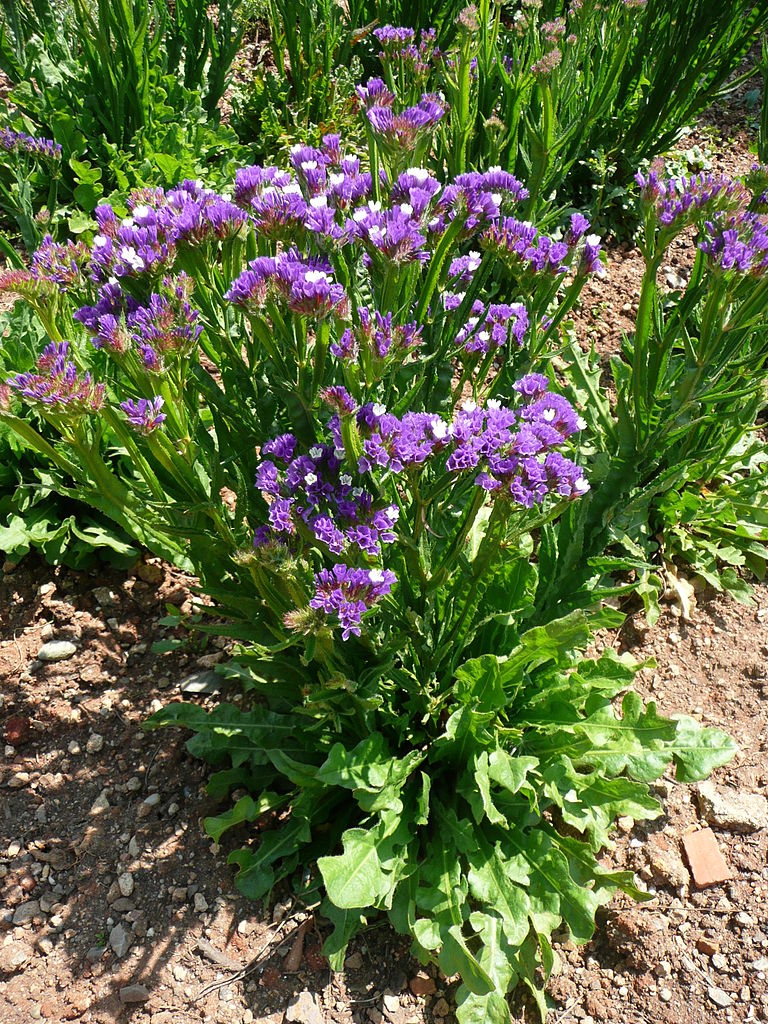 Form