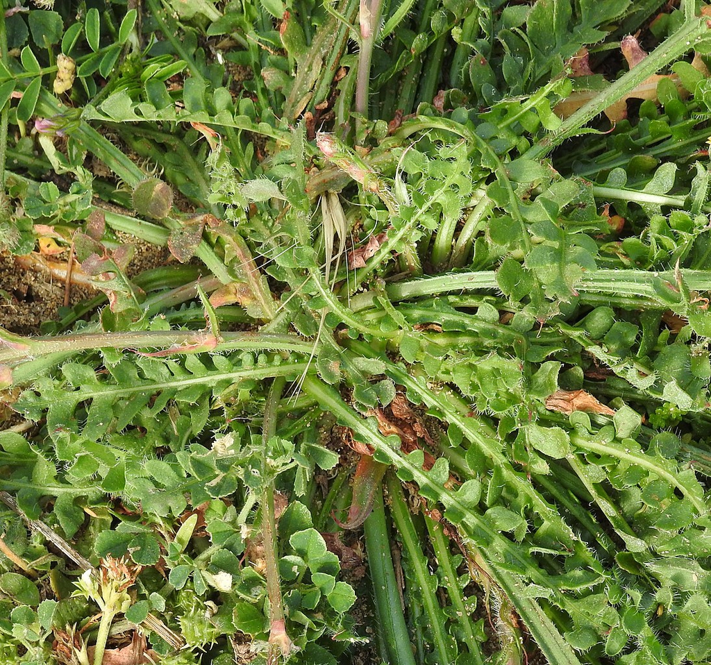 Stems and leaves