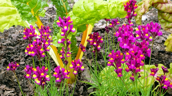 Linaria maroccana