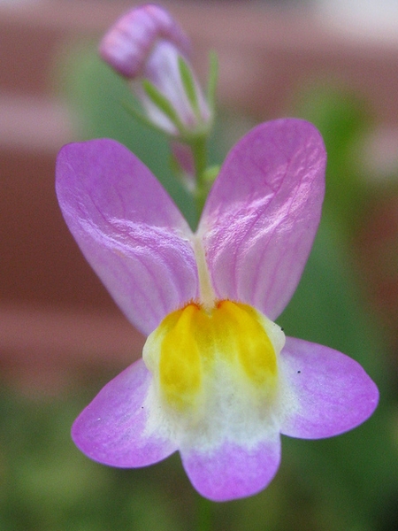 Linaria maroccana