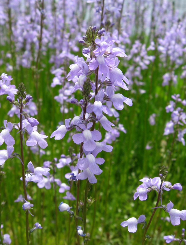 Form in bloom