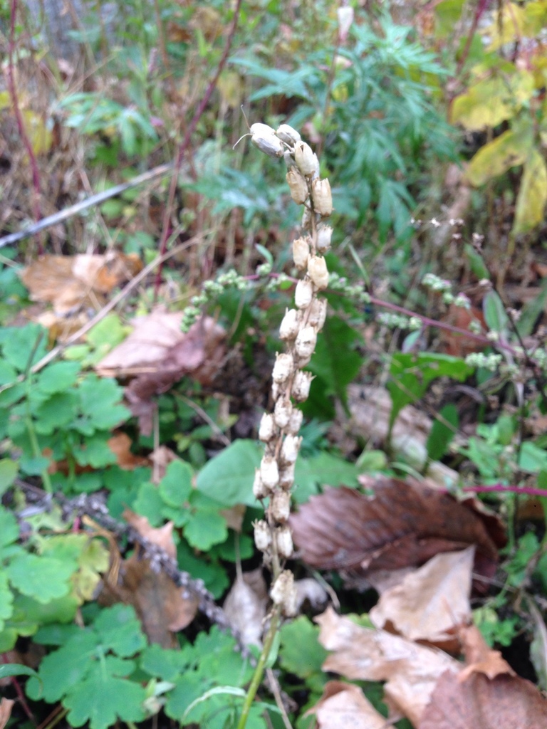 Fruit