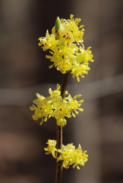 Photo of Lindera benzoin fruit