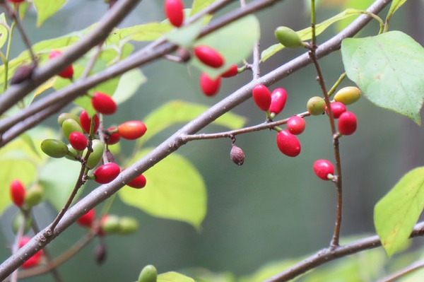 Lindera benzoin