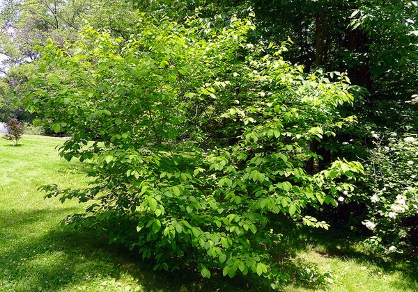 Lindera benzoin