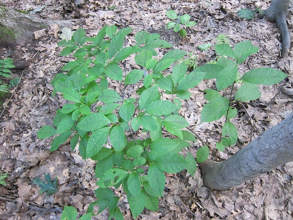 Lindera benzoin