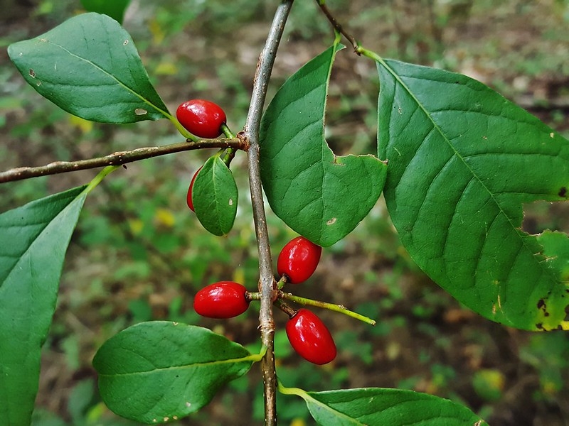 Red, ovoid fruits among simple, green leaves.
