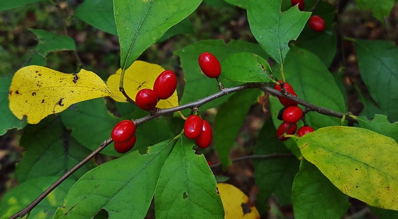 Red, ovoid fruits among simple, leaves. Some leaves yellowing.