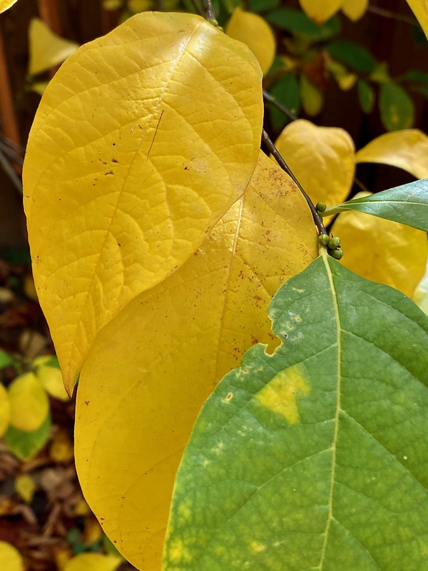 Leaves showing yellow fall color.