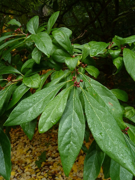 Lindera erythrocarpa