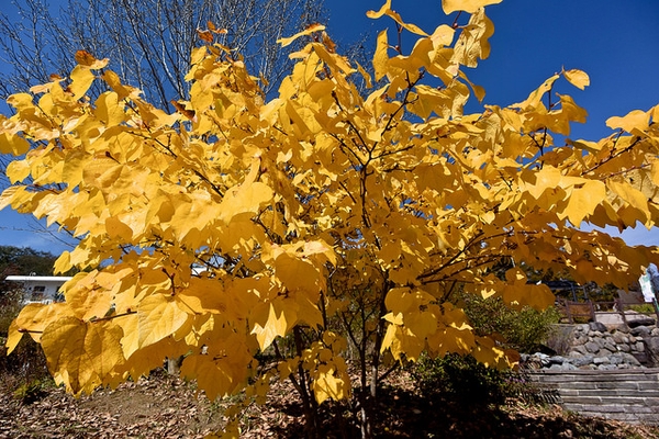 Form in fall