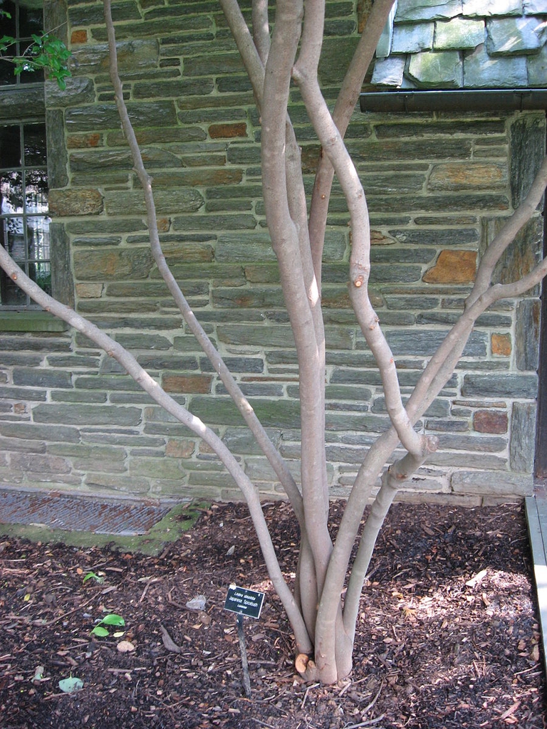 Young tree in winter