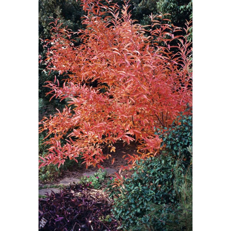 Fall form