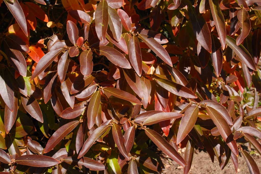 Lindera angustifolia