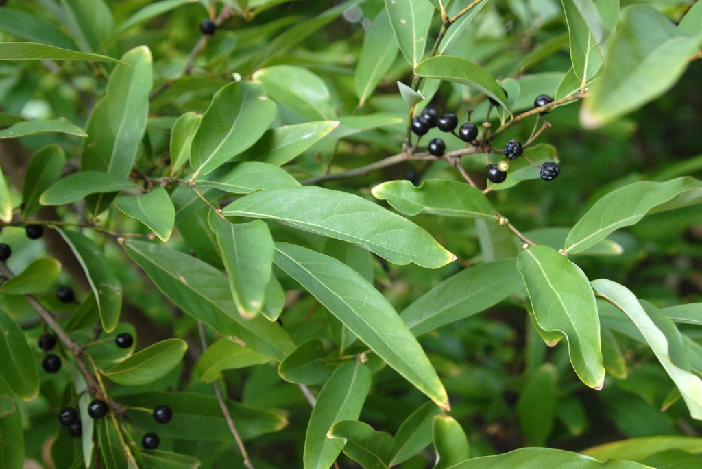 Fruit and Leaf