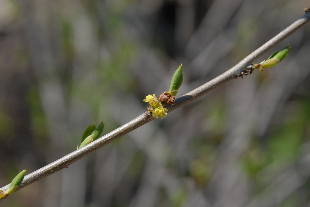 Lindera benzoin
