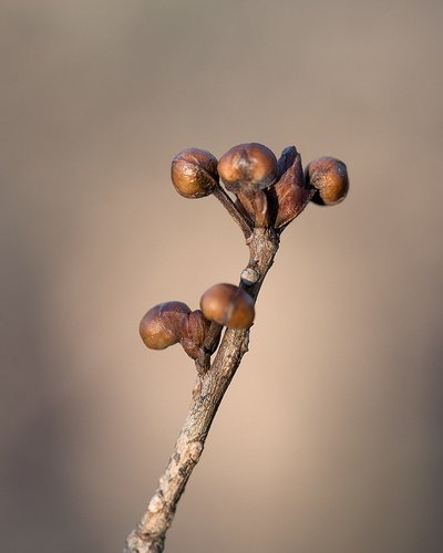 Stem and buds
