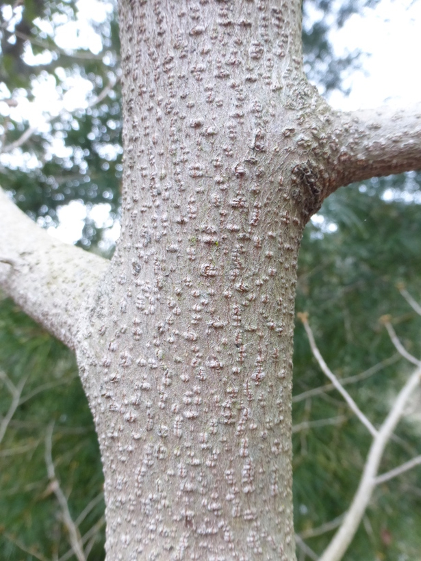 Bark
