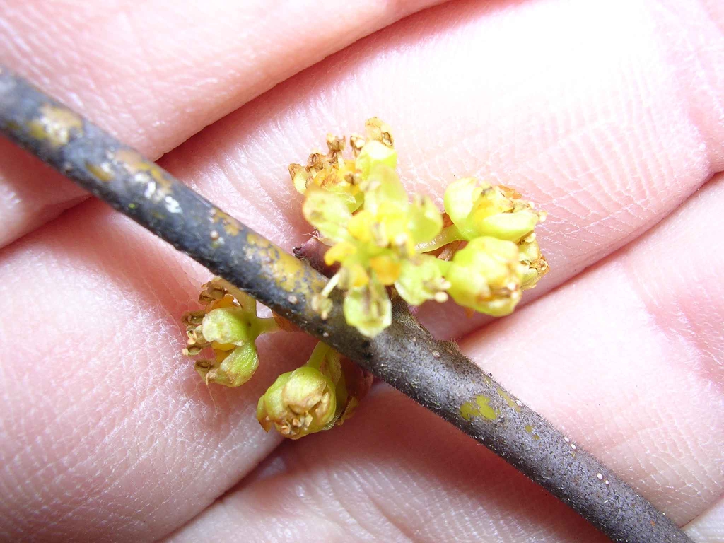 Close up of flower